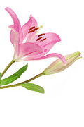 Lilly flower isolated on white #1 Photograph by Severija Kirilovaite