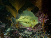 Lumpfish #1 Photograph by Brian Weber