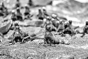 Marine Iguanas in Black and white Photograph by Bruce Block