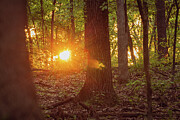 Missouri - Forest - Early Morning #1 Photograph by Robert Niemeier