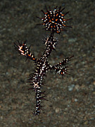 Ornate Ghost Pipefish #1 Photograph by Brian Weber