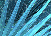 Palm Fan Detail - Blue #1 Photograph by Ron Berezuk