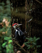 Pileated #1 Photograph by James Overesch