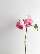 Pink Innocence- Rose Photograph by Anorel