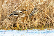 Pintails #1 Photograph by Jim E Johnson