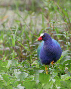 Purple Gallinule #1 Photograph by Jim E Johnson