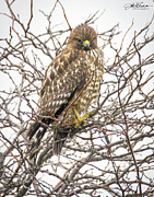 Red-shouldered Hawk Perched on Bare Branches #1 Photograph by Joe Fisher
