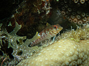 Saddled Blenny on its perch Photograph by Brian Weber