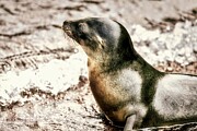 Sea Lion in the Galapagos #1 Digital Art by Bruce Block