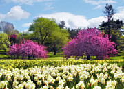 Spring Fever Photograph by Jessica Jenney