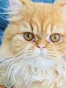 Tawny #1 Photograph by Juliette Becker