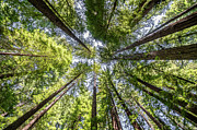 Up Photograph by Matt Halvorson