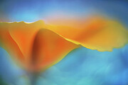 Warmth #1 Photograph by Ursula Abresch