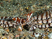 Wunderpus #1 Photograph by Brian Weber