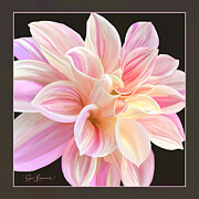 Digitally Painted Dahlia #2 Photograph by Sue Leonard