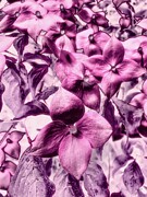 Dogwood blossoms #2 Digital Art by Bruce Block