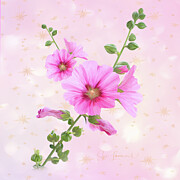 Lavatera #2 Photograph by Sue Leonard