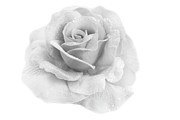 Rose Soft Focus Texture #2 Photograph by Severija Kirilovaite