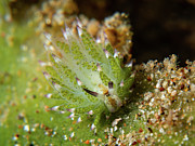 Shaun the sheep nudibranch #2 Photograph by Brian Weber
