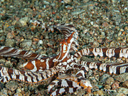 Wunderpus #2 Photograph by Brian Weber