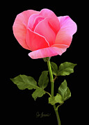 Digitally Painted Pink Rose #3 Photograph by Sue Leonard