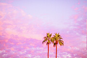 Palm Trees Palm Springs California 0558-101 Photograph by Neptune Images