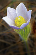 Pasque Flower #3 Photograph by Bob Falcone