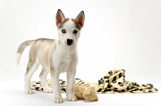 Cute husky puppy on white seamless #4 Photograph by Seeables Visual Arts