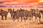 Zebra Herd #4 Photograph by Bruce Block