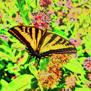 Swallowtail Butterfly #5 Digital Art by Bruce Block
