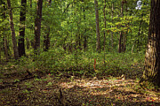 Missouri - Forest #6 Photograph by Robert Niemeier