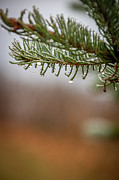 Evergreen and Dew Drops with Fall Colors_7871 Photograph by Linda Triplett