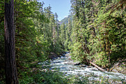 Tranquil River In Lush Woodland Path_8785 Photograph by Linda Triplett
