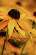 A Black-Eyed Susan Escaping The Garden Photograph by D Lee