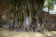 A Buddha's Quiet Embrace Photograph by Travel Essayist