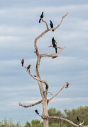 A Gathering of Feathered Friends Photograph by Rebecca Herranen