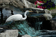 A Great Egret Greeter at Marriott Hotel, Palm Desert, California Photograph by Bonnie Colgan