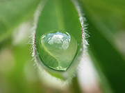 A Little Drop of Sky Photograph by Brian Weber