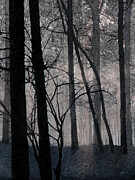 A Morning Mist Digital Art by Gina Harrison