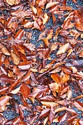A Palette of Fallen Foliage Photograph by Travel Essayist
