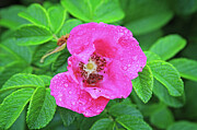 A pink wild rose in a rainy day Photograph by Tatiana Travelways