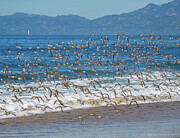 A Plethora of Baby Pipers Piping Photograph by Joe Schofield