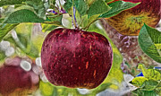 A Red Apple Digital Art by Antonios Valamontes