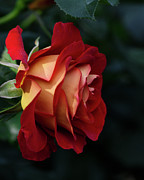 A single elegant orange and red rose Photograph by Abigail Diane Photography