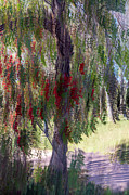 Abstract Arboreal Symphony Photograph by Linda Ryma