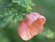 Abutilon Lucky Pink Chinese Lantern Flowering Maple Flower Photograph by Abigail Diane Photography