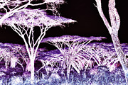Acacia Trees Photograph by Bruce Block