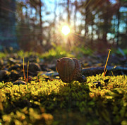 Acorn in the Morning Sun Photograph by Greg Lane