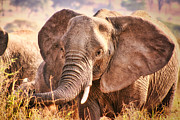 African Elephant Photograph by Bruce Block