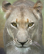 African Lioness Up Close Portrait Photograph by Rebecca Herranen